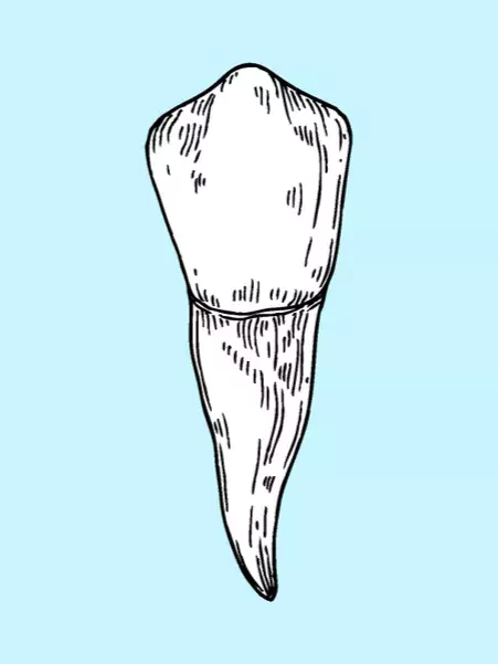 Canines