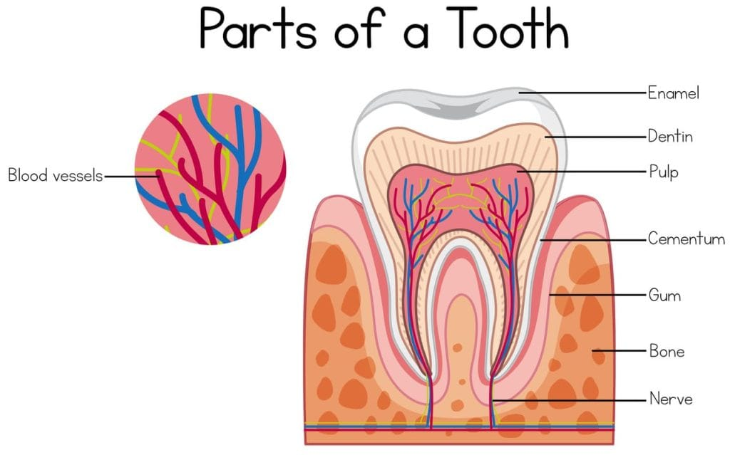 Parts of Teeth