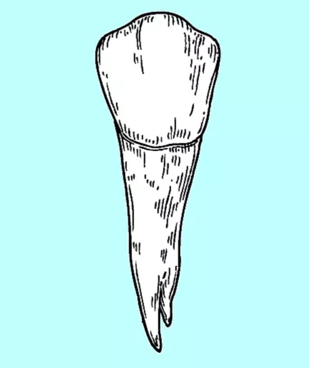 Premolars