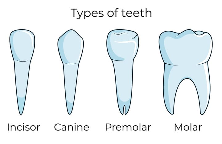 Types of Teeth in Humans