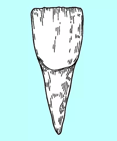 Incisors