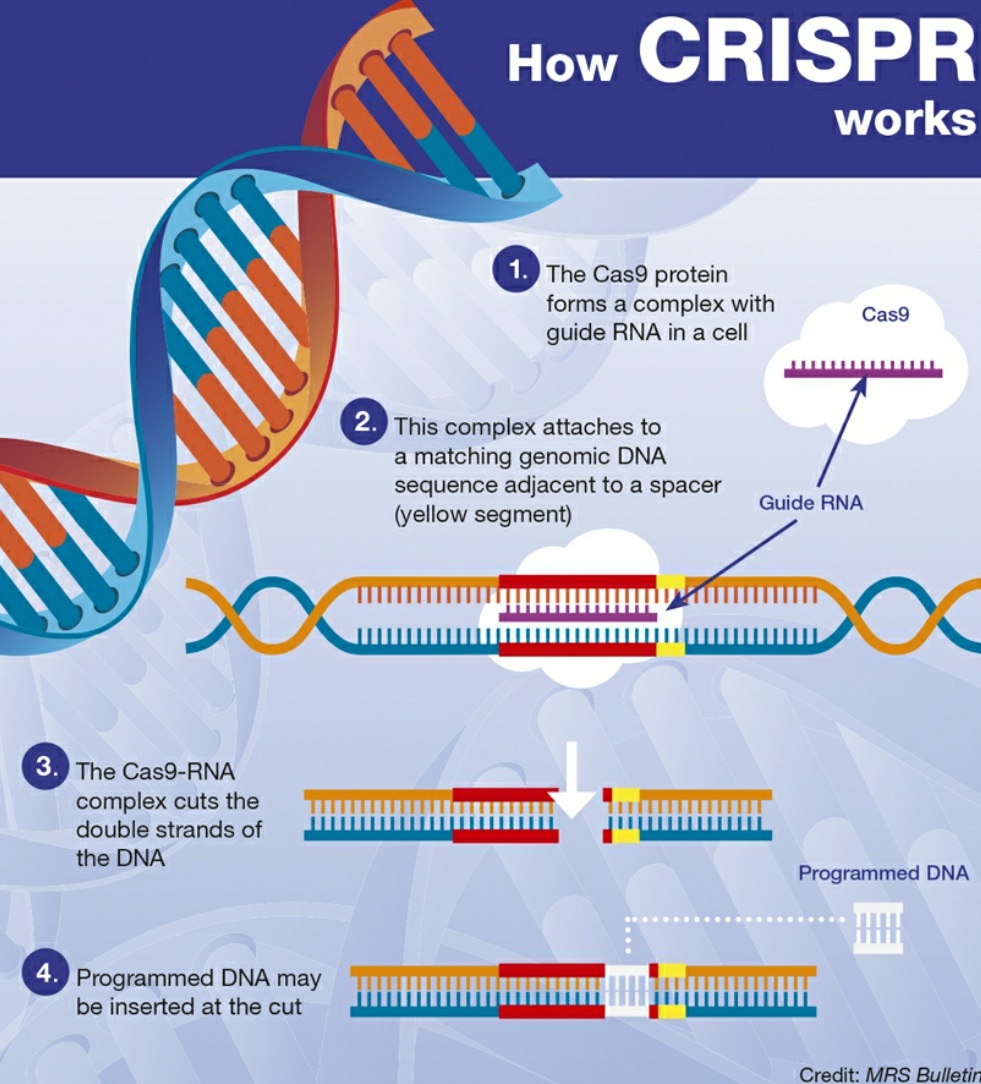 The Advancements in CRISPR Technology