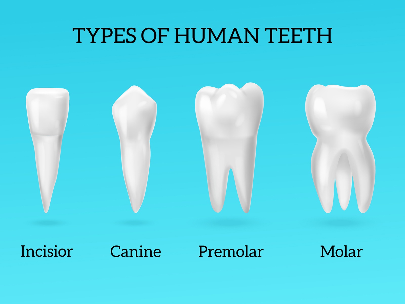 Types of Teeth