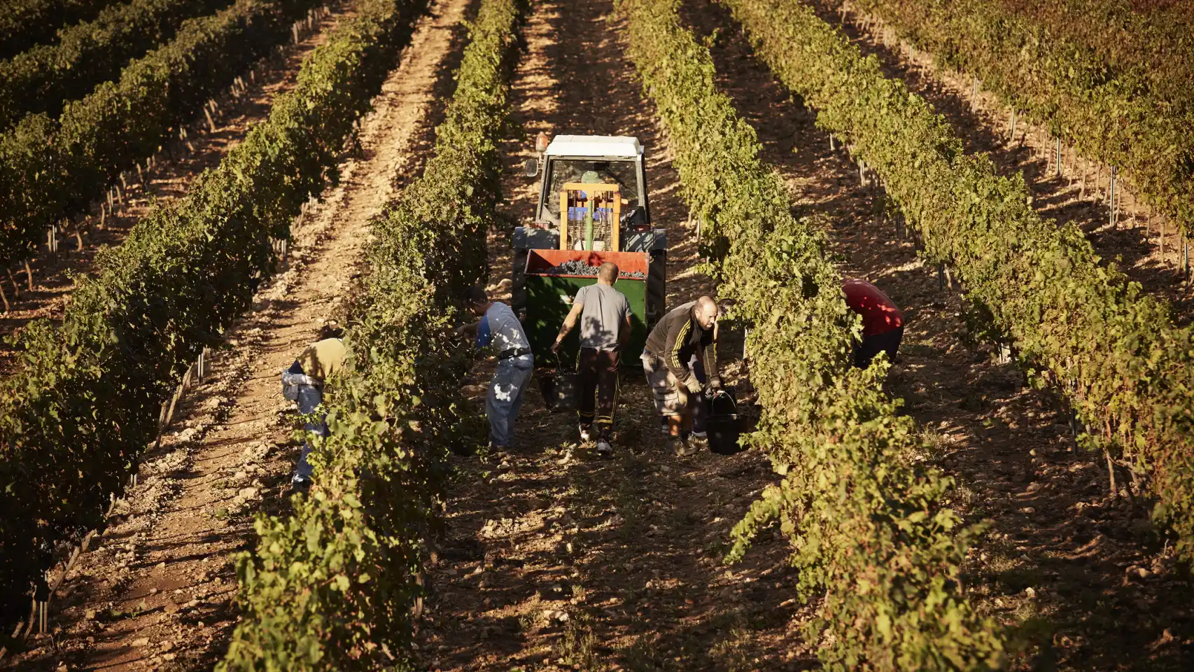 La Innovación en el Sector Agroalimentario Español